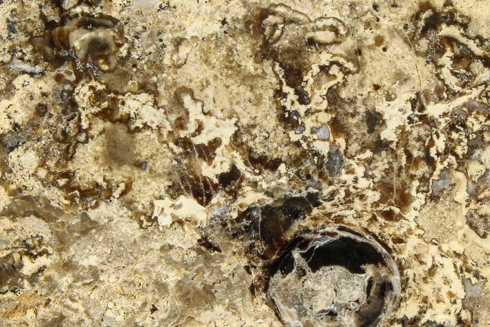 Polished Fossil Stromatolite Colony on Petrified Wood - Utah #365910